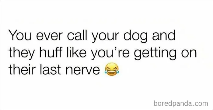 50 Funny Dog Memes That Are A True Ray Of Sunshine On A Tiring Day