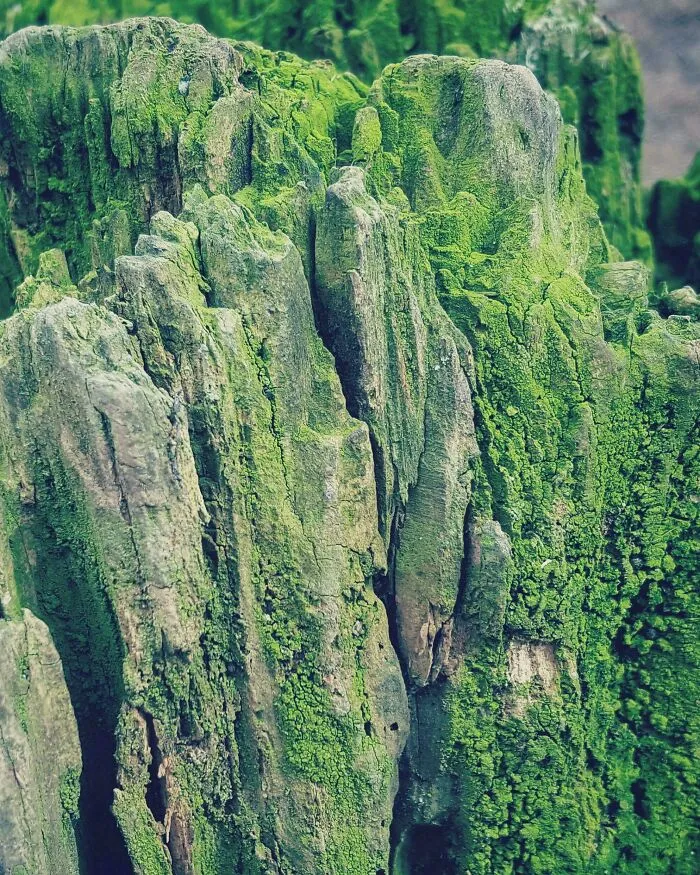 Primer plano de un viejo tocón de árbol que parece una montaña selvática