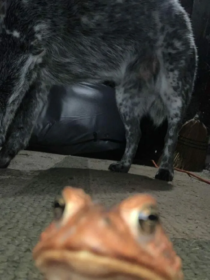 Close-up of a frog with a dog’s legs and body in the background in a humorous wildlife pic.