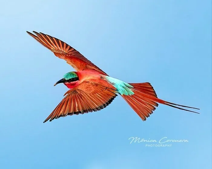 30 Captivating Wildlife Photos That Showcase Nature’s Raw Beauty By Mónica L. Corcuera