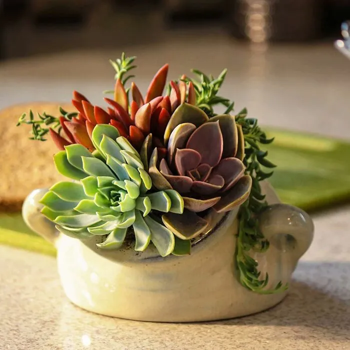 Your Home Is About To Become A Tiny, Adorable, And Surprisingly Low-Maintenance Desert Oasis With A <a Style="Display:inline;" Href="Https://Www.amazon.com/Altman-Plants-Assorted-Live-Bulk/Dp/B07l1g31yt?pd_rd_w=vc7ue&content-ID=amzn1.sym.2457f9fb-7fa2-4917-8254-94d8796e6345&pf_rd_p=2457f9fb-7fa2-4917-8254-94d8796e6345&pf_rd_r=rgccttzreskj33tvqjxt&pd_rd_wg=4vbbz&pd_rd_r=a91796dd-4f18-4cb1-981f-Af7d823b72cd&pd_rd_i=b07l1g31yt&th=1&linkcode=ll1&tag=bprhinoceros-20&linkid=42f3df50153e787dbb66514ca5579b5a&language=en_us&ref_=as_li_ss_tl" Target="_blank"><span Style="Font: Inherit; Color: #d74b1f;"> 20 Pack Live Succulent Plants </Span>