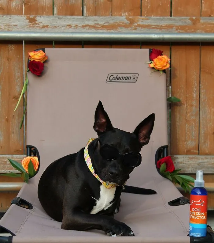 Protect Your Precious Fur Baby From Looking Like A Little Pink Piggy After A Day Outside With Some Special <a Style="Display:inline;" Href="Https://Www.amazon.com/Emmys-Best-Skin-Protector-Spray/Dp/B07sb22jnx?ie=utf8&th=1&linkcode=ll1&tag=bpscorpion-20&linkid=34f77e84c419a2e92d371b7379f29beb&language=en_us&ref_=as_li_ss_tl" Target="_blank"><span Style="Font: Inherit; Color: #d74b1f;"> Doggy Sunscreen </Span>
