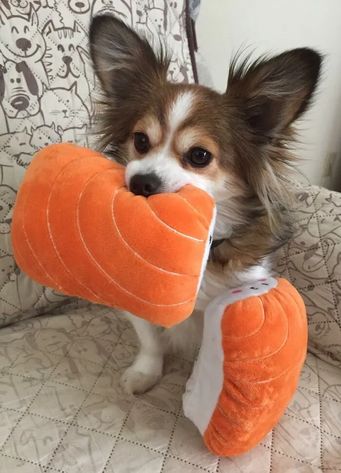 Your Pup's Playtime Is About To Get A Serious Upgrade In Cuteness, And Your Mood Will Definitely Follow Suit, When They Start Gleefully Chomping On These Adorable <a Style="Display:inline;" Href="Https://Www.amazon.com/Zippypaws-Nomnomz-Plush-Squeaker-Foodie/Dp/B01ms72h60?ie=utf8&linkcode=ll1&tag=bpbison-20&linkid=536298e6bf81e493d0c6c4f599363843&language=en_us&ref_=as_li_ss_tl" Target="_blank"><span Style="Font: Inherit; Color: #d74b1f;"> Sushi Dog Toys </Span>