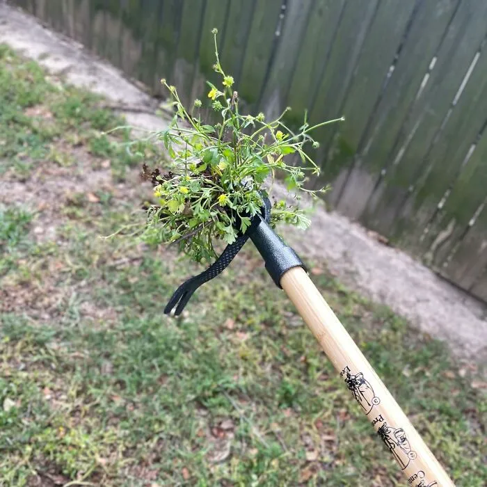 Channel Your Inner Garden Warrior And Vanquish Those Stubborn Weeds With Satisfying Ease Using <a Style="Display:inline;" Href="Https://Www.amazon.com/Grampas-Weeder-Cw-01-Original-Remover/Dp/B001d1ffza?ie=utf8&linkcode=ll1&tag=bpowl-20&linkid=672c5405a98508543ead012816078c7f&language=en_us&ref_=as_li_ss_tl" Target="_blank"><span Style="Font: Inherit; Color: #d74b1f;"> Grampa's Weeder </Span>, No Bending Or Groaning Required
