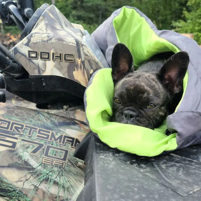 This <a Style="Display:inline;" Href="Https://Www.amazon.com/Outrav-Dog-Sleeping-Bag-Waterproof/Dp/B07wvft9pp?ie=utf8&linkcode=ll1&tag=bppanther-20&linkid=ea1ab9d60be26ccf0cae953f1edb685d&language=en_us&ref_=as_li_ss_tl" Target="_blank"><span Style="Font: Inherit; Color: #d74b1f;"> Dog Sleeping Bag </Span> Lets Your Pup Live Their Best Summer Glamping Life, Transforming Them Into The Coziest Little Four-Legged Burrito Under The Stars (And Keeping Them Out Of Yours)