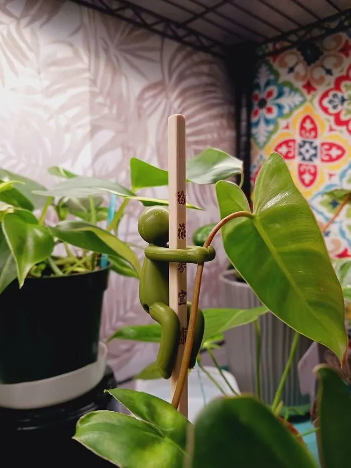 Your Plants Will Stop Ghosting You Once They Have A <a Style="Display:inline;" Href="Https://Www.amazon.com/Peleg-Design-Leafriend-Propagation-Cuttings/Dp/B0bgm12rm7?ie=utf8&linkcode=ll1&tag=bporange-20&linkid=0c7293b25cfe8991cca6609d83ef1e9e&language=en_us&ref_=as_li_ss_tl" Target="_blank"><span Style="Font: Inherit; Color: #d74b1f;"> Leafriend </Span> To Spill The Tea With