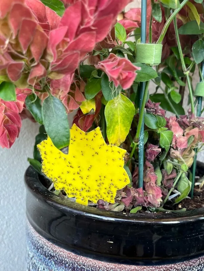 Those Annoying Little Fruit Flies That Think Your Kitchen Is Their Personal Dive Bar Are About To Get Stuck In A Very Unfortunate Situation With This <a Style="Display:inline;" Href="Https://Www.amazon.com/Garsum-Sticky-Yellow-Indoor-Outdoor/Dp/B07zsc4ck1?ie=utf8&th=1&linkcode=ll1&tag=bpowl-20&linkid=f61156220b4a92e993b6931aa2ca635e&language=en_us&ref_=as_li_ss_tl" Target="_blank"><span Style="Font: Inherit; Color: #d74b1f;"> Fruit Fly Sticky Trap </Span>