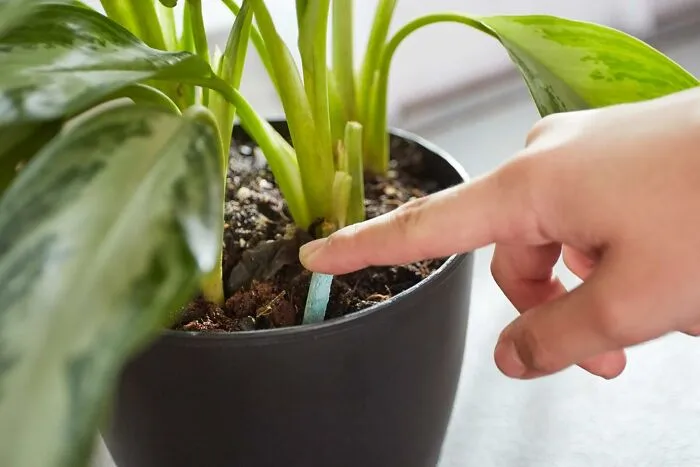 Your Dramatic Houseplants, Who Probably Have Their Own Tiny Therapist, Will Finally Chill Out And Flourish Once They Get A Taste Of These <a Style="Display:inline;" Href="Https://Www.amazon.com/Dp/B0881y9s8g?ascsubtag=5962099%2c4%2c31%2cd%2c0%2c0%2c0%2c1396%3a1%3b900%3a2%3b974%3a1%3b1338%3a1%2c16753624%2c0%2c0%2cgoogle&btn_ref=srctok-8ce32dd340210223&th=1&linkcode=ll1&tag=bpowl-20&linkid=562812aa9be7128bf3ff33ba2a3f3e4e&language=en_us&ref_=as_li_ss_tl" Target="_blank"><span Style="Font: Inherit; Color: #d74b1f;"> Miracle-Gro Indoor Plant Food Spikes </Span> For Easy, Consistent Munchies