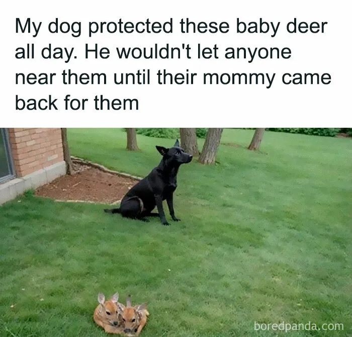 50 Animal Memes That Help People Forget Heavy Thoughts And Bring Smiles And Laughter