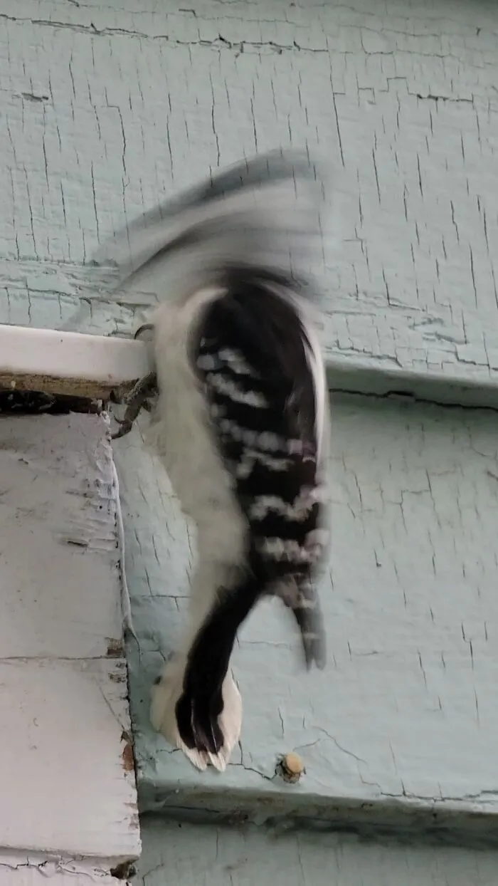 Me: "Ooh, He's So Close. I'm Gonna Get A Great Picture."  Woodpecker: "F*ck This House Particularly"