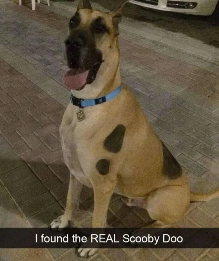 50 Hilarious Moments Of Pets Being All Drama, No Solutions (New Pics)