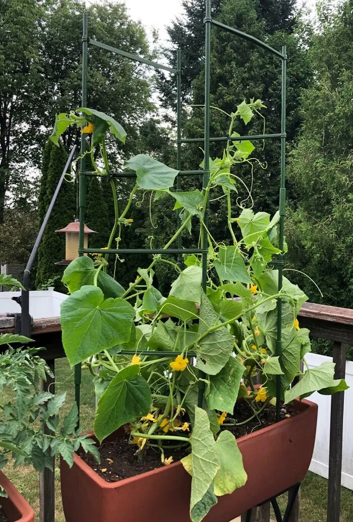 Your Ambitious Tomato Plants, Which Are Currently Aiming For World Domination (Or At Least Your Entire Patio), Will Appreciate The Gentle But Firm Guidance Of This <a Style="Display:inline;" Href="Https://Www.amazon.com/Flowlamp-Supports-Deformable-Assembled-Multi-Functional/Dp/B0895wq3s2?ie=utf8&linkcode=ll1&tag=bpowl-20&linkid=e03d0f69714b776bd4b633bd217d95c7&language=en_us&ref_=as_li_ss_tl" Target="_blank"><span Style="Font: Inherit; Color: #d74b1f;"> Tomato Cage Support </Span> To Keep Them Reaching For The Sun, Not The Ground