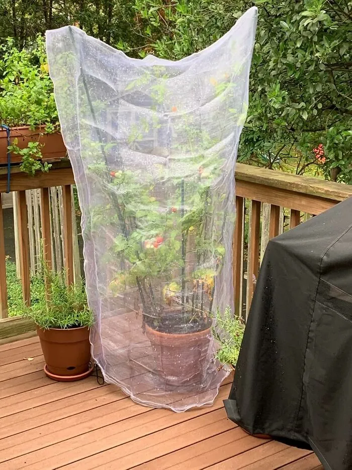 Your Precious Plants Are About To Enter Their Own Private, Pest-Free Vip Section Thanks To This <a Style="Display:inline;" Href="Https://Www.amazon.com/Alpurple-Insect-Barrier-Netting-Drawstring/Dp/B082tymz8r?ie=utf8&th=1&linkcode=ll1&tag=bpowl-20&linkid=fa7e40b11a0f94b179a73dec8218aa95&language=en_us&ref_=as_li_ss_tl" Target="_blank"><span Style="Font: Inherit; Color: #d74b1f;"> Bug Netting For Plants </Span>, Keeping The Munching Marauders At Bay