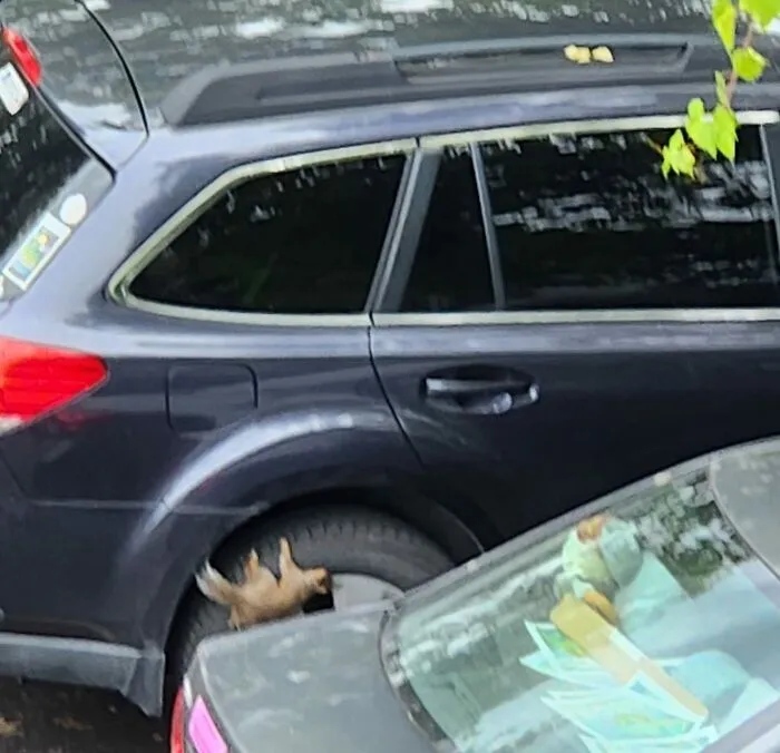 Squirrel caught in a funny moment near parked cars in a hilarious wildlife scene with unexpected animal behavior.