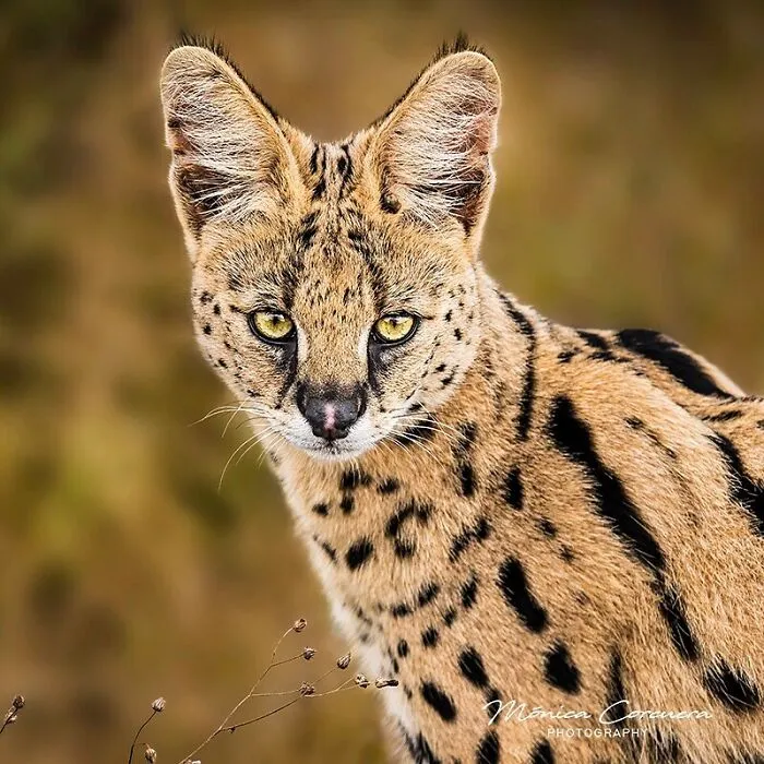 30 Captivating Wildlife Photos That Showcase Nature’s Raw Beauty By Mónica L. Corcuera