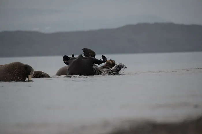 Sea lions and a walrus in water with one sea lion playfully rolling, a funny wildlife pic in a natural coastal setting.