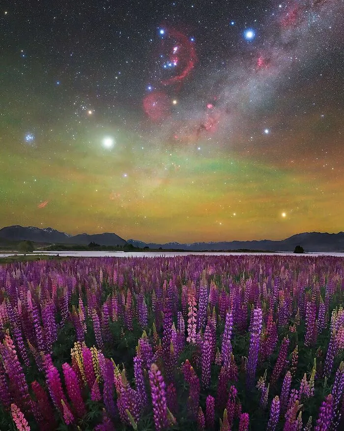 “A Sea Of Lupines” By Max Inwood
