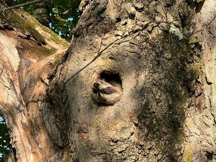 I Snapped A Pic Of Raccoon That Lives Outside My House Sleeping In His Hidey Hole On My Way To Work.