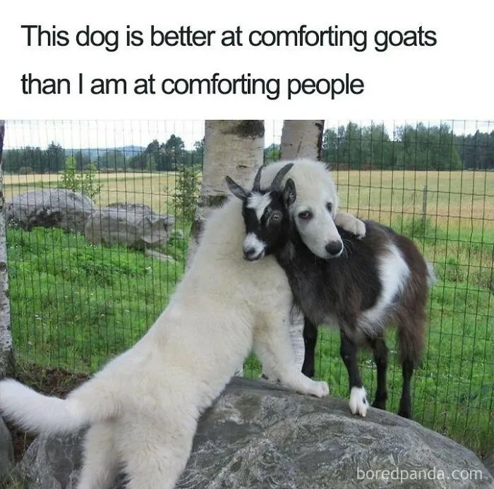 50 Animal Memes That Help People Forget Heavy Thoughts And Bring Smiles And Laughter