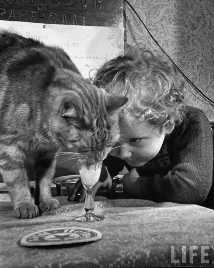 47 Adorable Vintage Photos Showcasing The Timeless Bond Between Kids And Cats, As Collected By This Page