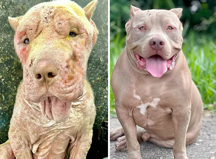 35 Unforgettable Dog Before-And-After Transformations That Show The Power Of Compassion