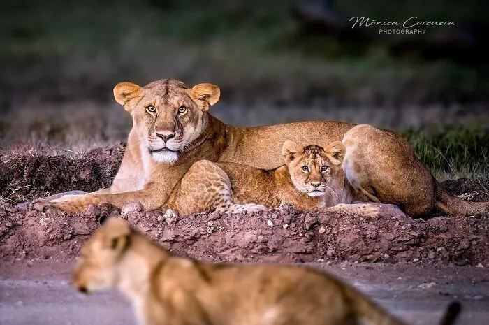 30 Captivating Wildlife Photos That Showcase Nature’s Raw Beauty By Mónica L. Corcuera