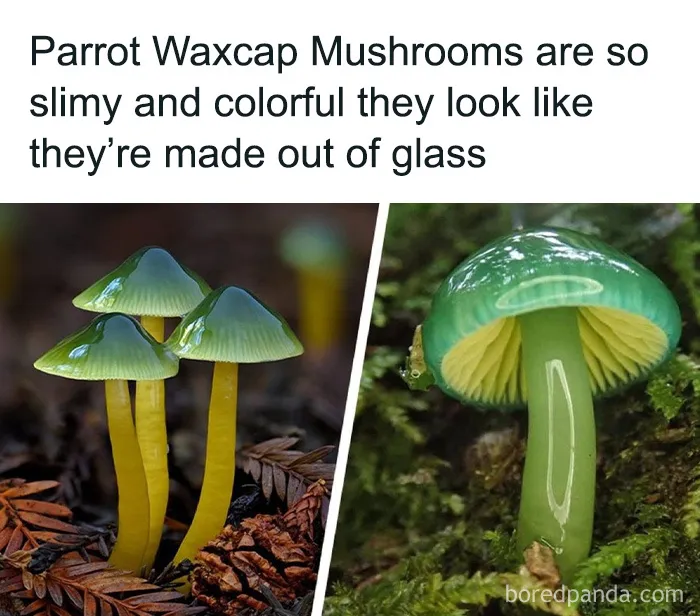 50 Interesting Pics To Make Your Day Better Or Teach You Something New