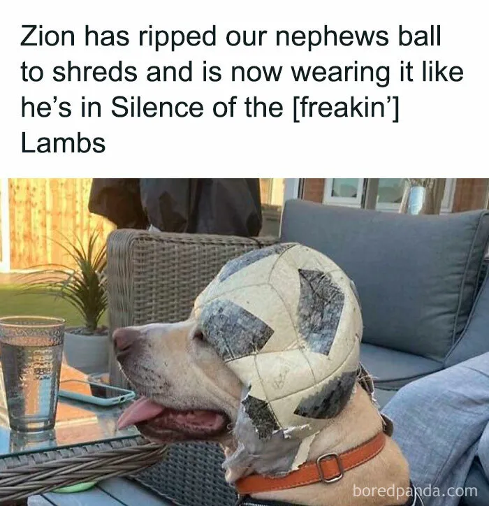 50 Times Dogs Were So Funny And Cute Owners Just Couldn’t Help But Share (New Pics)