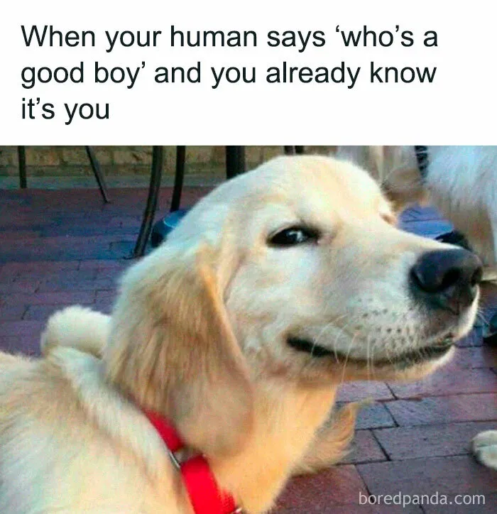 50 Times Dogs Were So Funny And Cute Owners Just Couldn’t Help But Share (New Pics)