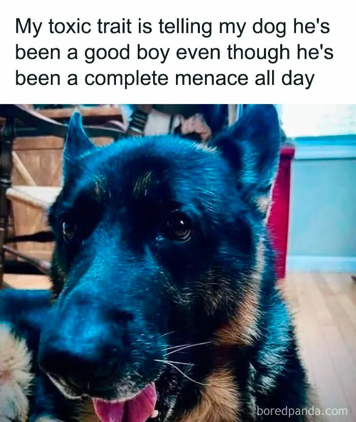 50 Times Dogs Were So Funny And Cute Owners Just Couldn’t Help But Share (New Pics)