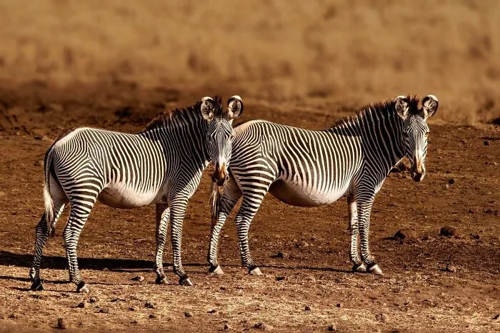 Two zebras standing side by side on a dry plain, showcasing unforgettable wildlife moments in nature photography.