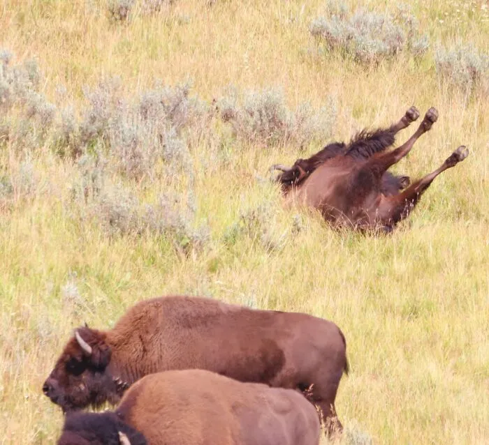 Dream Trip To Yellowstone. So Many Pictures Of The Bison!