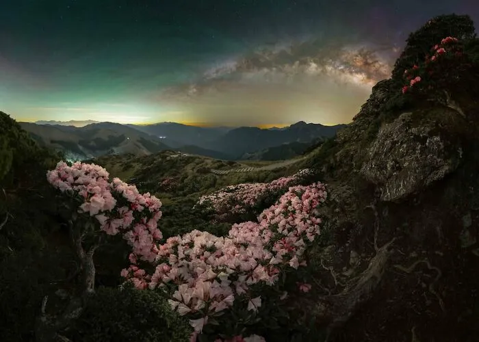 “Blossom” By Ethan Su