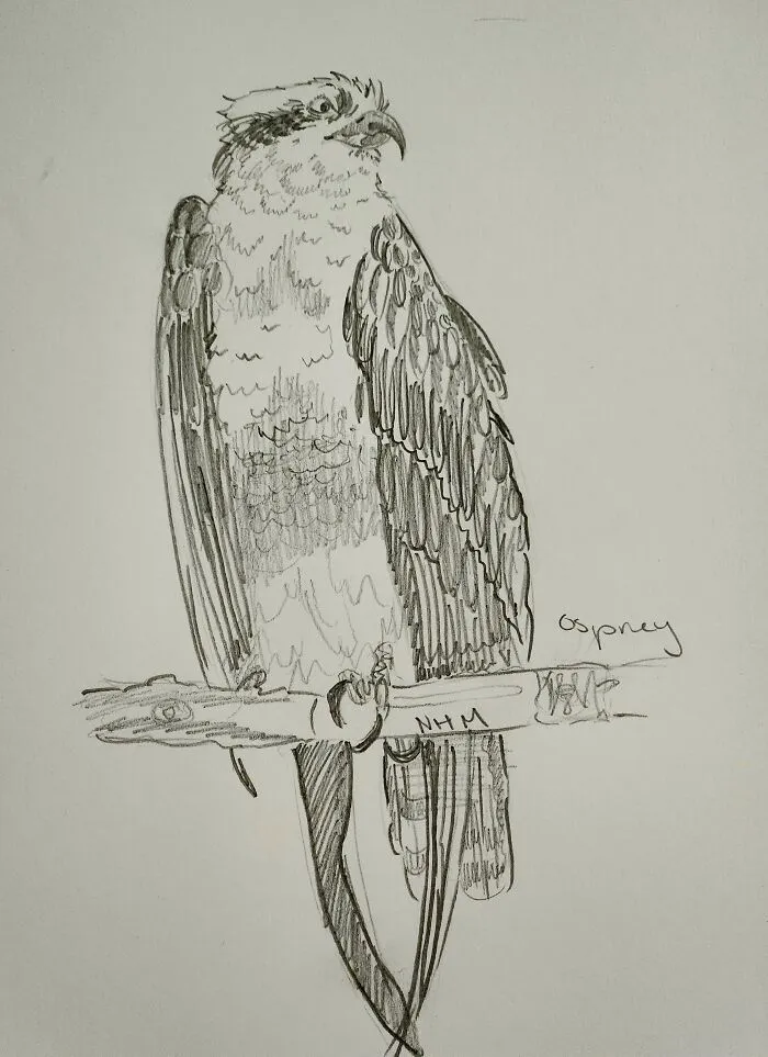 Here's My Bird Portrait Collection That I Drew (12 Pics)