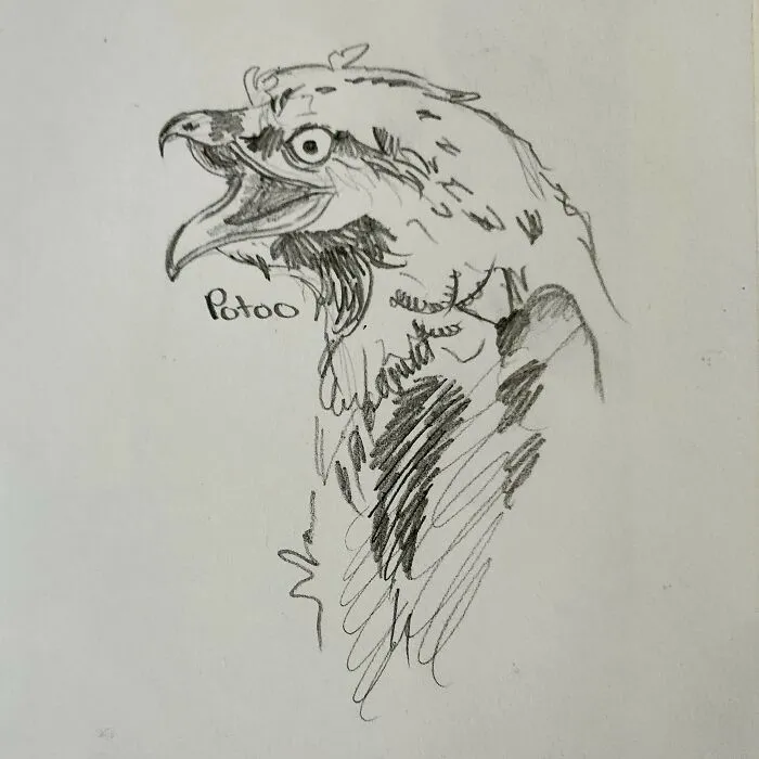 Here's My Bird Portrait Collection That I Drew (12 Pics)
