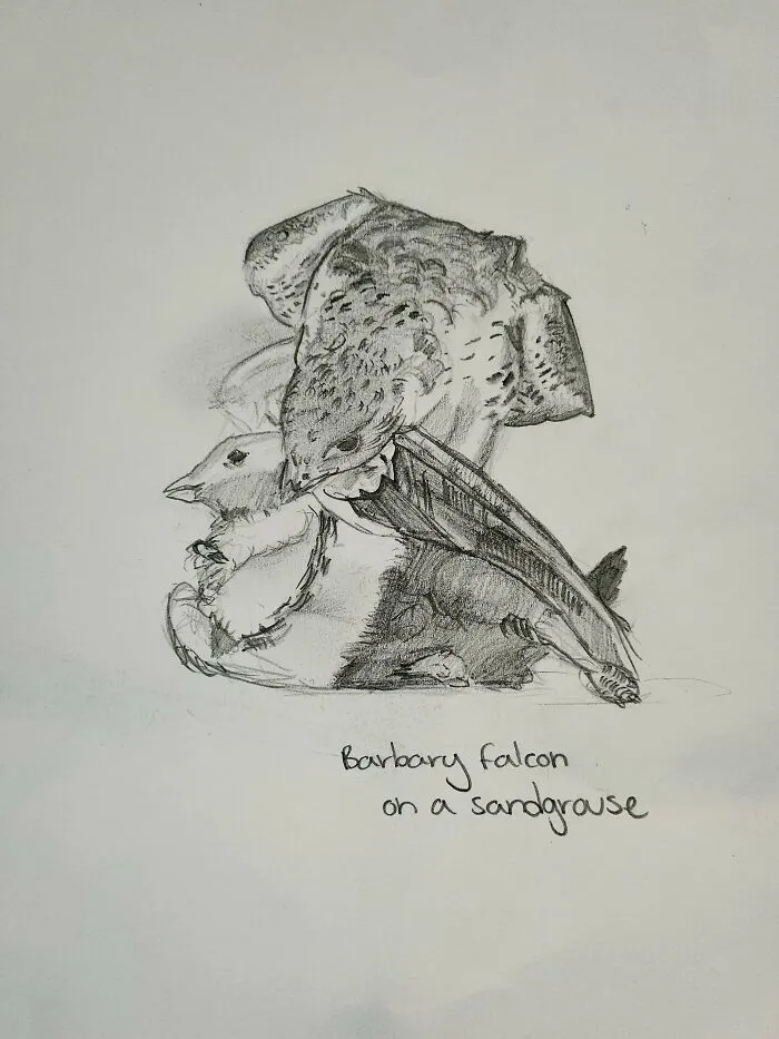 Here's My Bird Portrait Collection That I Drew (12 Pics)