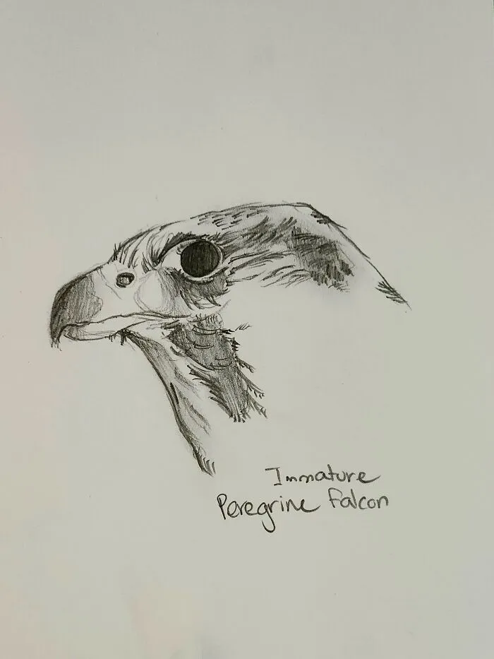 Here's My Bird Portrait Collection That I Drew (12 Pics)