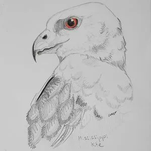 Mynoduesp