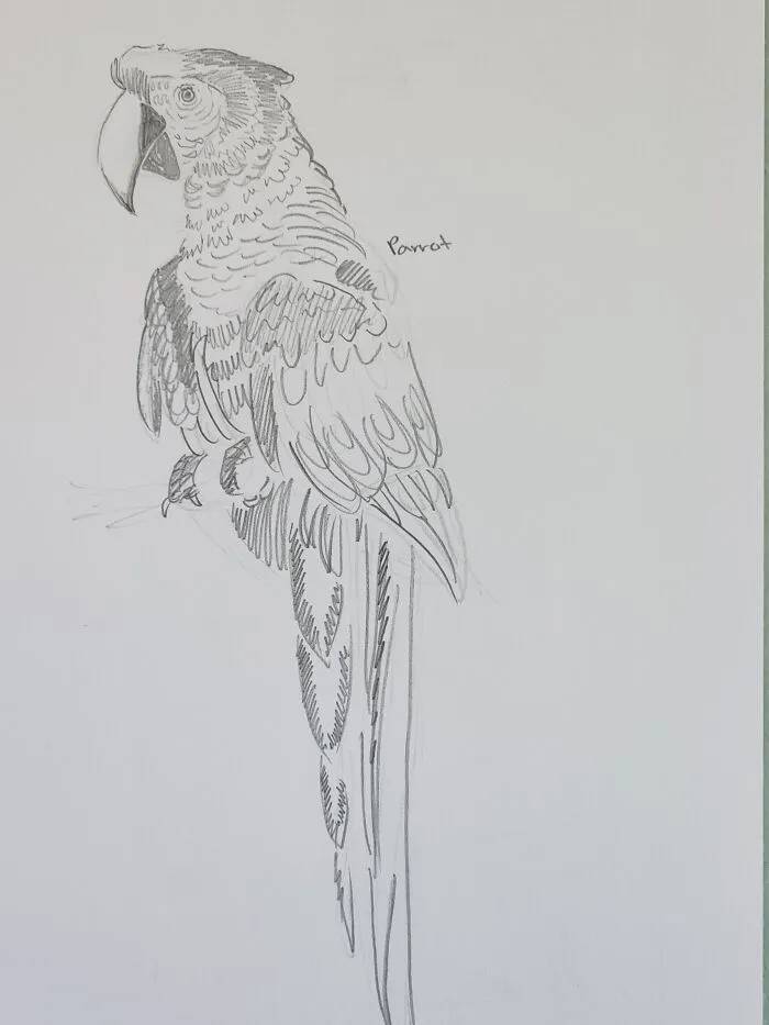 Here's My Bird Portrait Collection That I Drew (12 Pics)