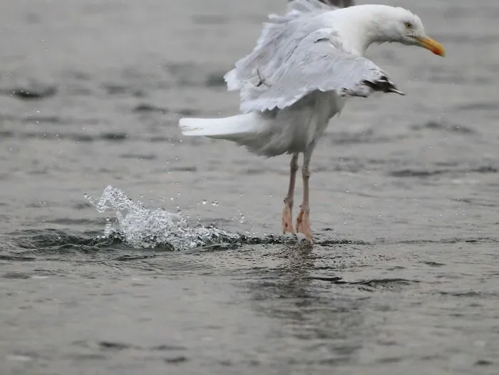 Seagull flapping wings and splashing water while standing on the surface in a hilarious wildlife moment.