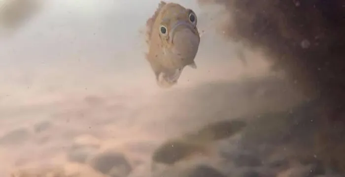 Close-up of a curious fish underwater in a hilarious wildlife moment, capturing an unpolished and natural behavior.