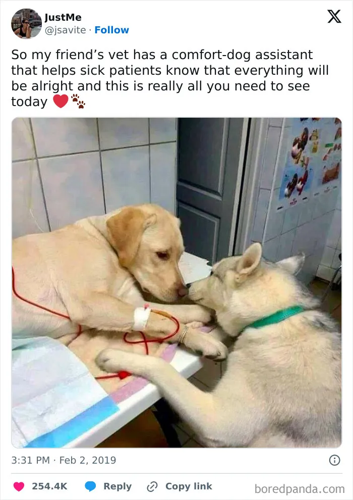 50 Funny And Wholesome Dog Memes That Might Melt Your Heart Even If You’re A Cat Person