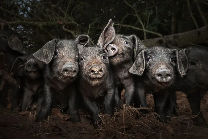Food In The Field: Hogging The Limelight By Susan Lang, United Kingdom
