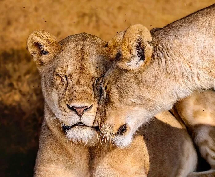 30 Captivating Wildlife Photos That Showcase Nature’s Raw Beauty By Mónica L. Corcuera