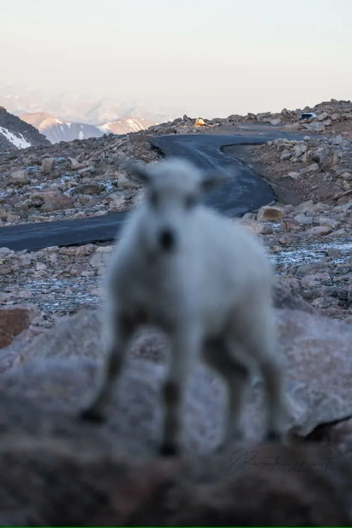 Enjoy This Baby Mountain Goat!! I’m So Proud Of This Photo!!