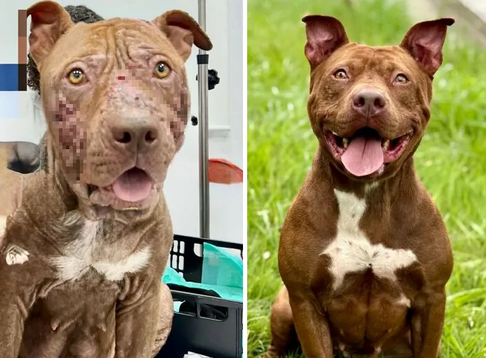 35 Unforgettable Dog Before-And-After Transformations That Show The Power Of Compassion