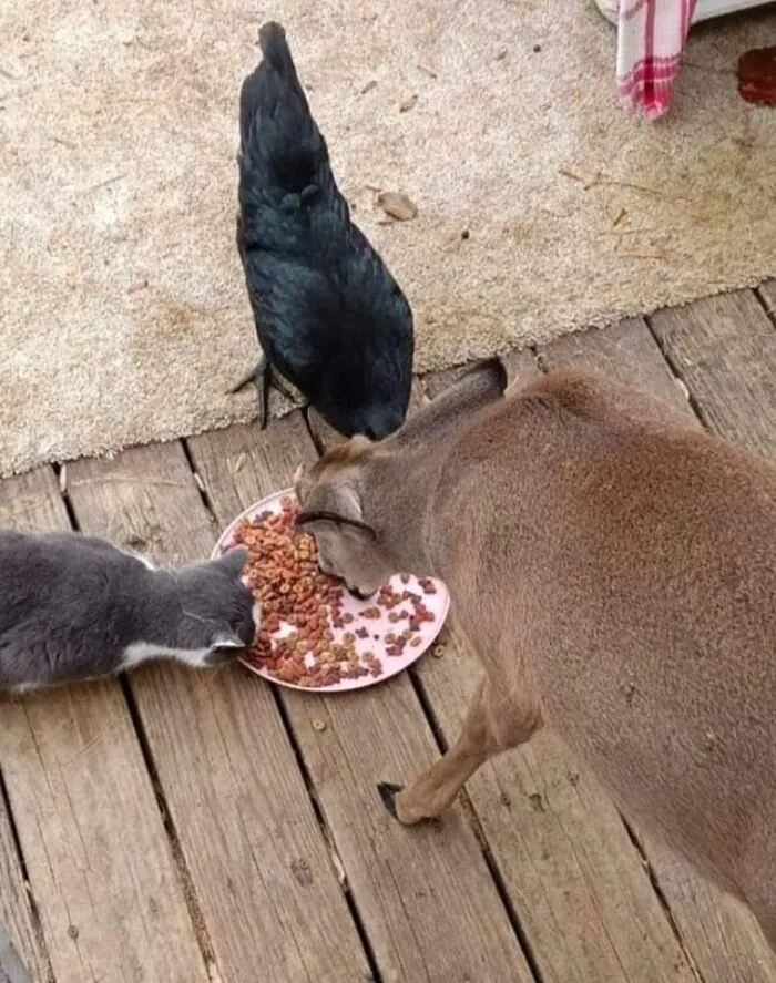 50 Hilarious Moments Of Pets Being All Drama, No Solutions (New Pics)