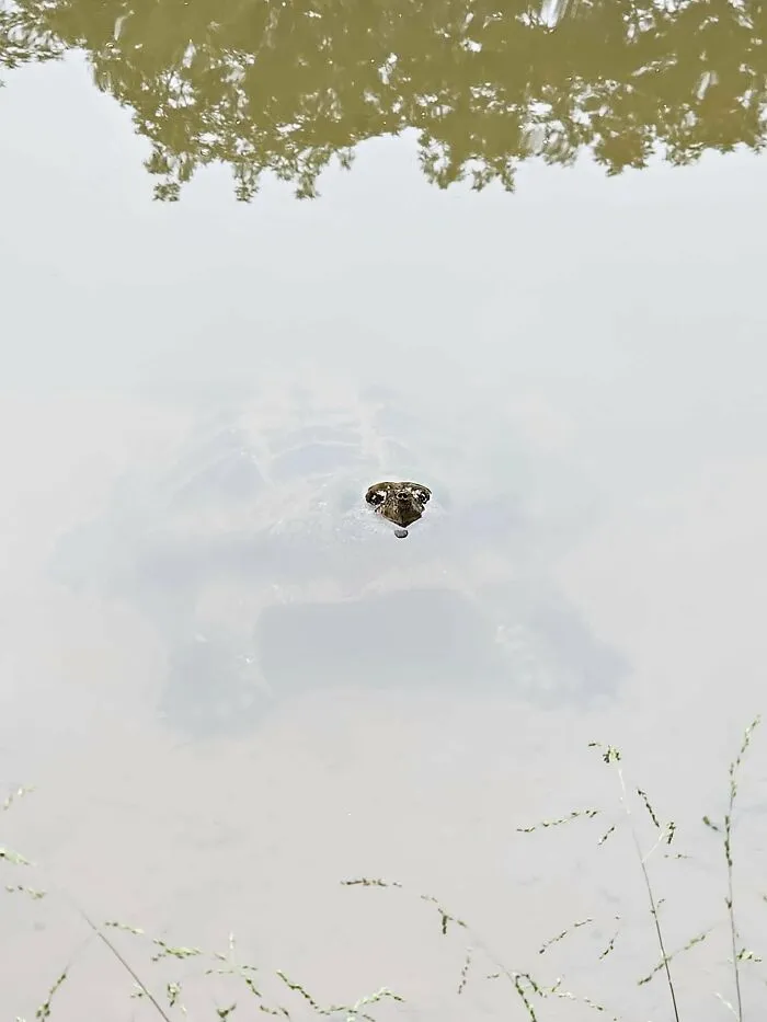Quite Large Snapper. Peek-A-Boo