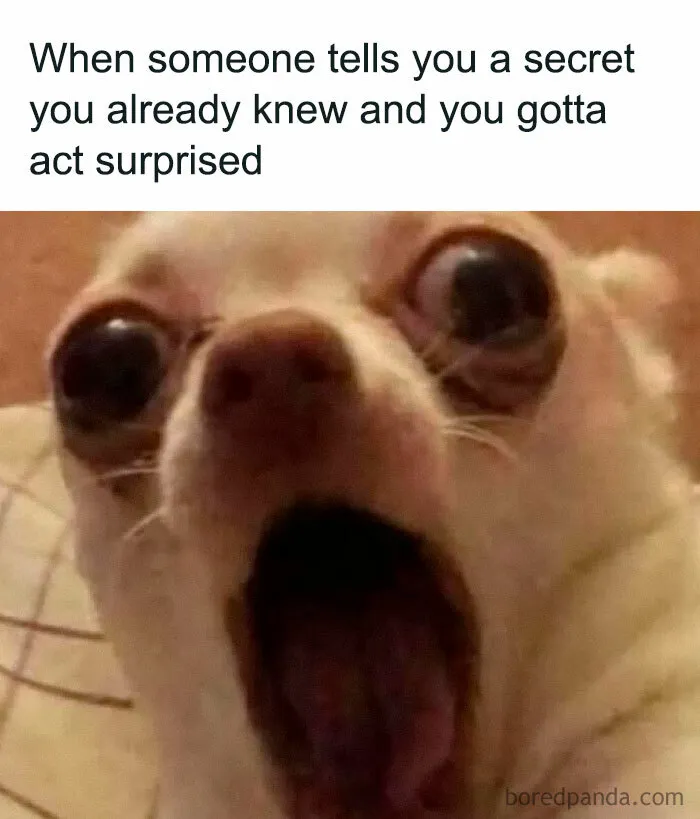 Close-up of a surprised dog meme illustrating hilarious reactions, featured on a popular Facebook page with funny memes.