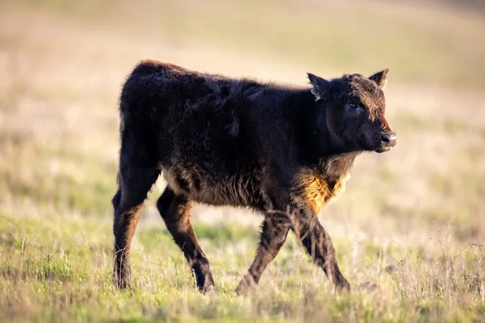 Young black calf walking through dry grass field, representing bizarre and unexpected discoveries found during autopsies.